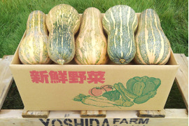 ＜うんまい！＞島かぼちゃ【８ｋｇ】
