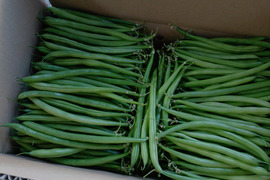 有機質たっぷりさやいんげん（キセラ）2kg