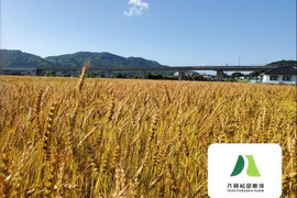鳥取県八頭町産小麦/銀河のちから/30KG（未製粉）