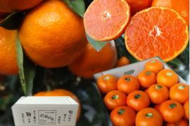 【冬ギフト】甘～い！夢の濃熟みかん！完熟収穫の濃厚な美味しさはみかん好きも大絶賛！厳選プレミアムみかん「蜜ツ丸（みつまる）」白のギフト箱 　Ｌサイズ　２８玉入　「熨斗対応可」【商品番号113】
