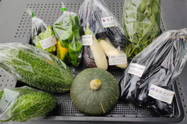 ✨夏限定｜朝採れ夏野菜5～7品おまかせセットLサイズ｜夏の旬をまるごと楽しむ野菜BOX｜農薬・化成肥料不使用✨