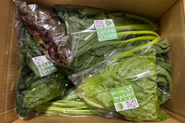 【福袋】カレンダー付：絶品！とくうま秋冬野菜１０〜１２品セット