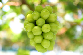 花笑み農園　岡山のシャインマスカット1kg（2房）【9/23～順次発送】S-1