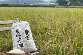 甘くてモチモチ！コシヒカリ特別栽培米 2023新米(5kg)
ー注文後精米してお届けー