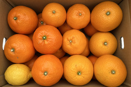 柑橘ミックス 5kg 有機肥料100%！化学合成農薬半分！【柑橘食べ比べ】