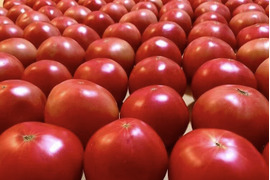 【10月〜受付再開予定】お得！トマト嫌いが作る最高トマト「甘味×酸味◎」4kg