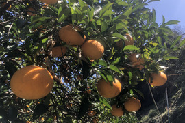 〈ご予約〉甘夏3kg(農薬・化学肥料不使用)＊房州産