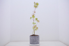 ミニ盆栽　【紅葉🍁ヤマモミジ×白花模様陶器】高さ47cm×横12cm