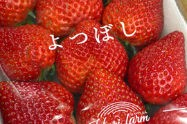 【四つ星級の甘さ】福岡県産よつぼし500g｜福岡県エコ農産物認証！