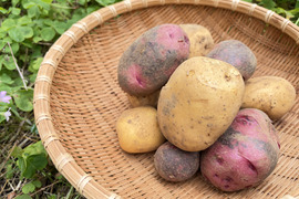 ホクホクも、しっとりも。長崎生まれの個性派じゃがいも食べ比べセット ３kg