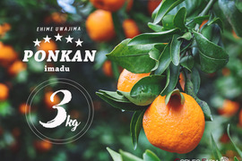 ★豊作セール★【爽やかな香りと濃厚なコク】熟成 今津ポンカンAセレクション（家庭用）2.5kg