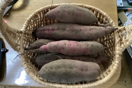 【栽培期間中農薬不使用・自然栽培】　サツマイモ　焼きイモ定番　紅あずま（3㎏）