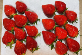 【いちごの里・吉見町産・土耕いちご】やよいひめ｜甘さと酸味の王道バランス｜朝採れ 500g