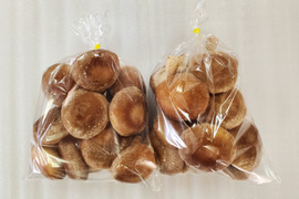 極厚！食べ応えあり！肉厚しいたけ（菌床）　1ｋｇ