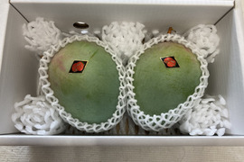 【数量限定】宮古島産キーツマンゴー1.5kg(2玉)7月後半～発送 化粧箱入り