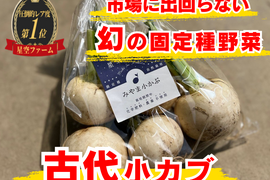 🫜 消化にやさしい野菜No.1 クラス🫜古代小かぶ🫜まさに『食べる漢方』☆古代種ブランド野菜【農薬不使用】【化学肥料不使用】【品種改良なしの固定種】お試し約1㎏【5月中旬予約】