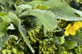 8P[信州産]サラダや漬物でも！野沢菜の菜花