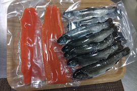 お酒が進む 逸品です 渓流お刺身サーモン 3枚～4枚約1kgと ニジマス 塩焼き用 下処理済み 甘塩 ５尾×2パック