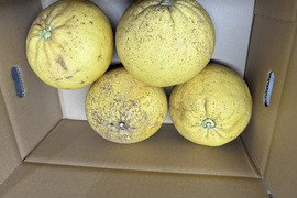 佐賀県太良町産紅まど小さめ2㎏家庭用（3～5個）