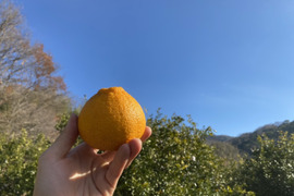 【自然栽培】不知火 5㎏（15~20個程度）　しらぬい