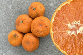 【訳あり】濃甘っ！黄金熟成で晩生みかん本来の甘さや旨さを最大限に！食べるみかんジュース！まさにトップ・オブ・ザ・みかん！超熟みかん「熟太郎（じゅくたろう）」訳あり品　サイズ混合　５kg【628】