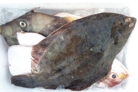 旬の鮮魚セット(3~5匹)☆60、小サイズ鮮魚箱
