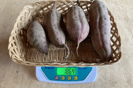 さつまいも（べにはるか）家庭用・箱込み２㎏～栽培期間中、農薬と化学肥料不使用
