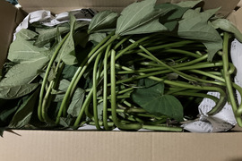 【2026年度予約商品】自然栽培さつまいものツル1.5kg