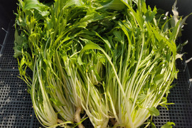 ✨農薬・化成肥料不使用のサラダセット（水菜500g+ミックスレタス300g+わさびリーフ150g）✨