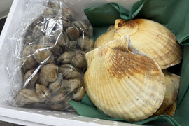 【ゲン担ぎ福袋】【福袋】北海道　道東産ホタテ5枚と豆アサリ1キロセット
