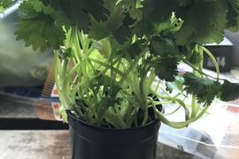 お野菜栽培セット【農家が作った培養土、液肥、自家採取の種子の3点セット】ハーブミックス（イタリアンパセリ・バジル・ミント）親子で食育！