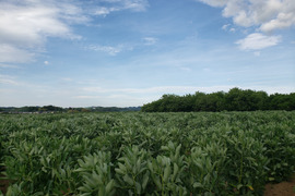 【販売延長】里山で育てた煮ても焼いても美味しいそら豆（１㎏）