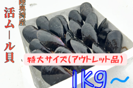 【期間限定・数量限定】陸奥湾産 天然 活ムール貝〈特大サイズ〉アウトレット 1kg〜