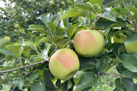 🍎3品種3キロ約9玉🍎ぐんま名月・サンジョナゴールド・葉とらずふじ【りんご食べ比べ】