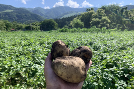 【火山の麓のじゃがいも】　兵庫県但馬産新じゃが！　《きたあかり　箱入３kg》