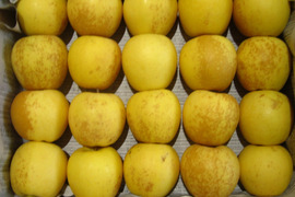 完熟はるか(有袋) 小玉(サビ) 家庭用 総重量 約3.8kg 青森県 南部地方産 自家りんご農園生産直送品！