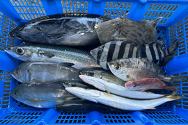 ⭐︎カワハギ確約！⭐︎【未利用魚】漁師直送！季節のおさかなセット【3kg前後】