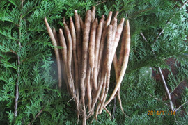 南信州産 山ごぼう １ｋｇ(もりアザミ）昔ながらの懐かしい味の【冬ギフト】