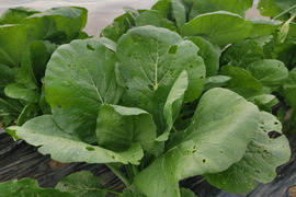 ✨旨味凝縮！少し大きめのパワフル小松菜！炒め物に最適（虫食い跡あり）農薬・化成肥料不使用✨