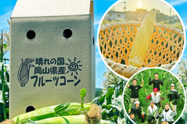 晴れの国岡山県産！メロンより甘い！朝採れフルーツコーン（とうもろこし）10本【6月下旬から発送予定、なくなり次第終了】