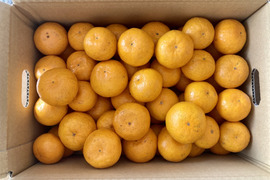 【今だけ800円OFF】【数量限定】小玉極早生みかん（2Ｓ・3Ｓ）3kg