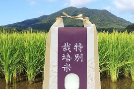 玄米「夢つくし」(10kg) 農薬・除草剤不使用の特別栽培米（福岡エコ農産物認証）リンゴガイ農法で安全・安心・美味