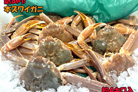 天然本ズワイガニが獲れたて生で届く！マイナー産地新潟産約4キロ入り