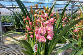 陶器鉢入シンビジウム（５本立)