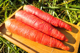 【ゲン担ぎ福袋】鮮やかな赤みと甘み！有機JAS京くれないニンジン🥕１０ｋｇ