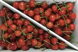 先行予約❗️山形県産🍒さくらんぼ佐藤錦🍒秀品M・Lサイズ混合　1キロバラ詰め