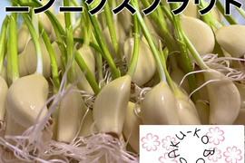 ニンニクスプラウト　発芽にんにく40本