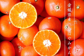 【数量限定】みはやみかんお試し１ｋｇ ご家庭用 農薬不使用 自然栽培 愛媛県産