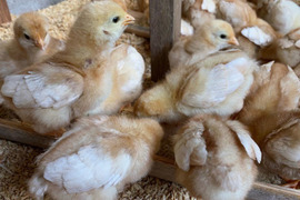 平飼いプレミアム初卵４０個！生まれたての新鮮さを食卓へ。