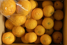 ゆずの通販｜果物｜食べチョク｜産地直送(産直)お取り寄せ通販
